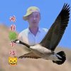 鸿雁✿小猫的头像