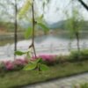 ying的头像