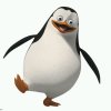企鹅^(oo)^笨笨的头像