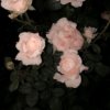 Dacryphilia的头像