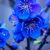 冬季梅花的头像