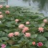 芬―幸福百合的头像
