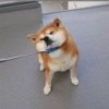 Baboi的头像