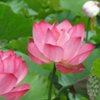 平淡的头像