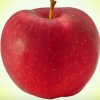 红苹果（退出）的头像