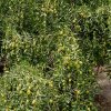 龙凤吉祥的头像