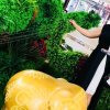 民间草药的头像