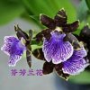 红宝石的头像