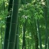 风竹声声的头像