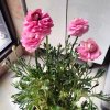 @封心 锁爱…………的头像