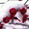 踏雪寻梅（小号）的头像