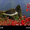 从头再来的头像