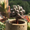 芳草的头像
