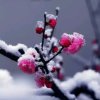 踏雪寻梅的头像