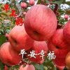 如意雪莲的头像