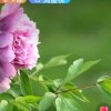 彩霞的头像