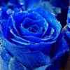 冷艳的玫瑰的头像