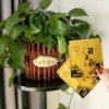 沉默的头像