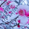 年华似水的头像