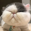 闲云的头像