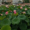 莲子的头像