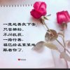 杨家豪门善良的头像