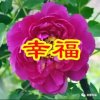 幸福快乐一生的头像