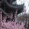 春天花的头像