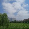 梅的头像