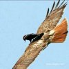 雄鹰的头像