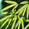 竹叶青青的头像