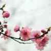 梅花的头像