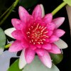 【音】木棉花的头像
