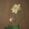 一善为本的头像