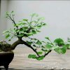 梦肆肆的头像