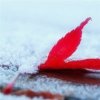 傲雪红枫的头像