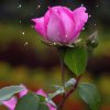春雨下无声的头像