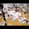 黑玫瑰（停币）的头像