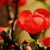 芳芳不玩币的头像