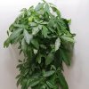 薰衣草（忙）的头像