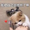 ✧༺冷颜[暂退]的头像