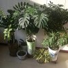 林树山的头像