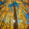 予你挚终的头像