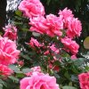 幸福一生的头像