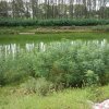 树的头像