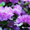 【巧缘西方莲花】的头像