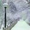 冰雪的头像
