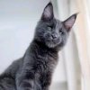 雅森^Mr.猫的头像