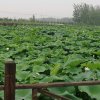 缘来是你的头像