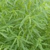 豫临君的头像